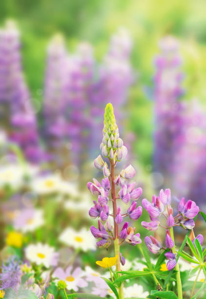 Digitalis is a perennial plant native to Europe.