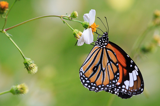 A Tiger longwing butterfly on a leave in the tropical forest of Guatemala.