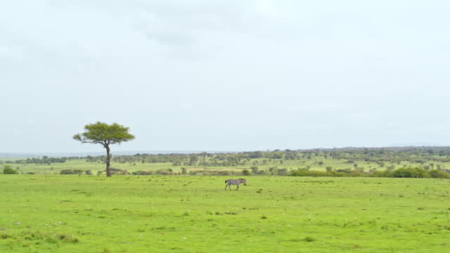 SLO MO Zebras are Grazing on the Grassy Savannah in Masai Mara Reserve