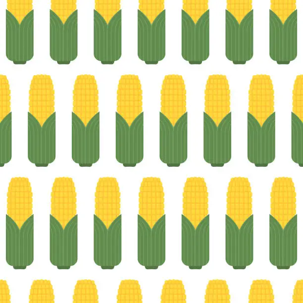 Vector illustration of Corn isolated vector .halves and grains in different angles on a white. Corn vector.