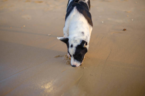 Dog digging sand on the beach looks happy