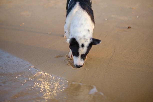 Dog digging sand on the beach looks happy