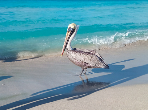 Pelican on the beach in the tourist area of Varadero. Cuba