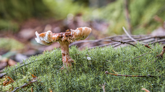Close-up of a mushroom in the forest on mossy ground with cap and style, Germany