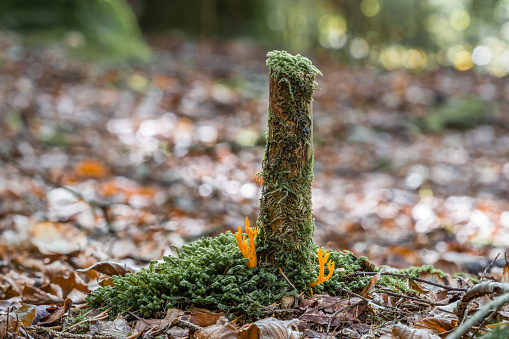 Golden yellow meadow club on a small tree stump in the forest on the moss-covered forest floor, Germany