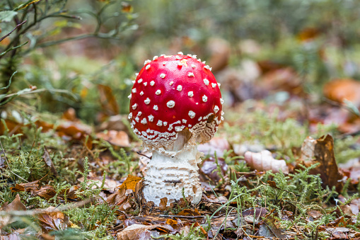 Close-up of a fly agaric - Aminata muscaria - on moss-covered forest floor in the fall in the forest, Germany, fungus, macro, grass, closeup, food,