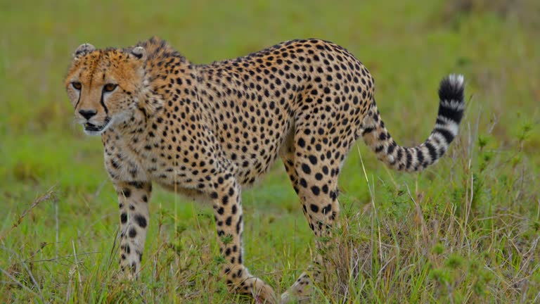 SLO MO Cheetah Cautiously Moving Through Grassland in Masai Mara Reserve