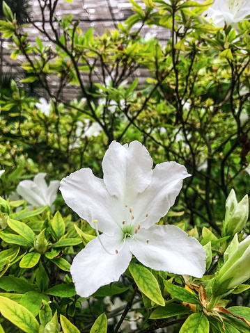 A beautiful single white flower with five petals, standing out alone with plants, bushes and leaves growing in the background, inside a huge greenhouse.