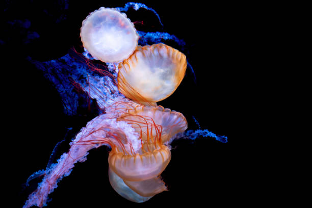istock Red jellyfish swimming gracefully 2117477260