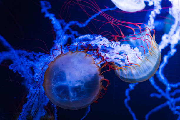 istock Red jellyfish swimming gracefully 2117477267