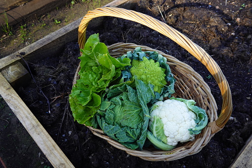 freshly harvested autumn crops in wicker basket, cauliflower, cabbage, chard...