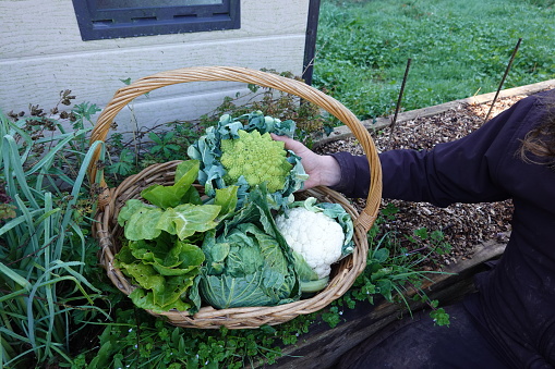 man hand holds romanese along with other crops harvested in the vegetable garden.
