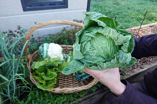 man holds freshly harvested cabbage. autumn crops from vegetable garden