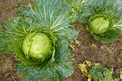 growing cabbage in the vegetable garden with leaves eaten by snails or slugs, cabbage for harvesting