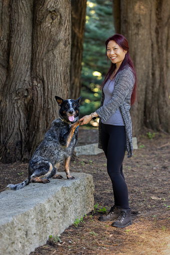 Portrait of a happy, Asian American woman in the park with her well-trained Blue Heeler, Australian Cattle Dog  enjoying each other's company on a bright and sunny day.