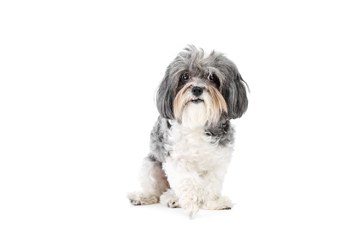 Cute grey and white Bishon Havanese dog with funny haircut and overbite teeth (Malocclusions), sitting and looking at camera. Isolated on white background
