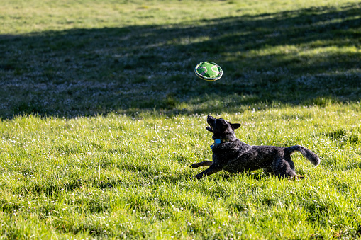 Action photos of a Blue Heeler, Australian Cattle dog catching a flying disc outdoors in a park on a glorious sunny day.