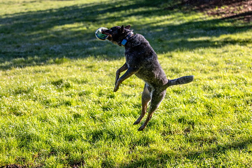 A puppy of the Belgian Shepherd Dog Malinois swiftly rushes through the summer garden. The dog runs very fast, the tongue sticks out, the dog looks very happy and motivated.