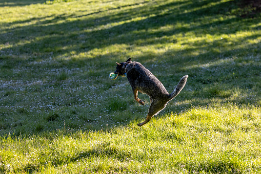 Action photos of a Blue Heeler, Australian Cattle dog catching a flying disc outdoors in a park on a glorious sunny day.