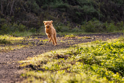 Early morning, off-leash exercise on a secluded rural, dirt and gravel road along the Pacific Coast.