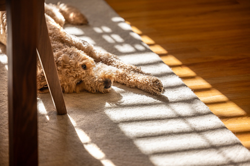 Relaxed and happy Goldendoodle adult dog at home, laying on a carpet with interesting backlighting.