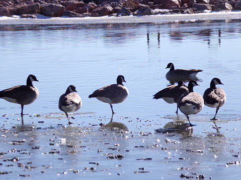 Geese in shallow water standing in a row