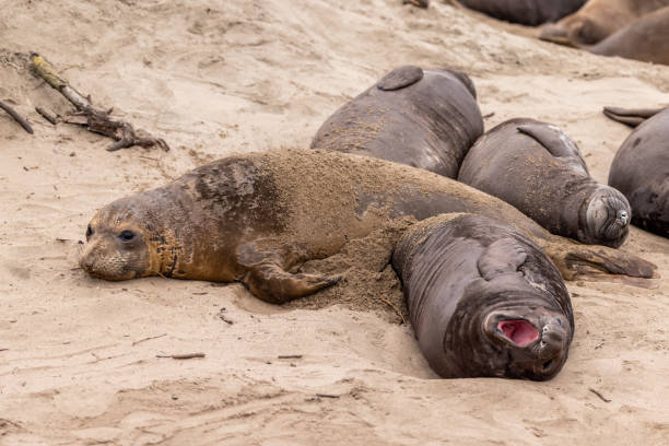 istock Elephant Seals in the Wild 2117537837