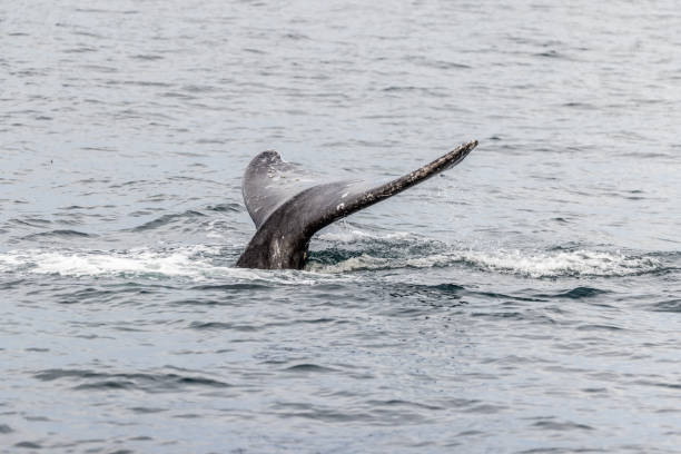 istock Monterey Bay Gray Whales 2117538444