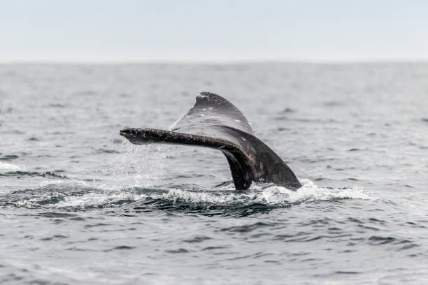 istock Monterey Bay Gray Whales 2117538907