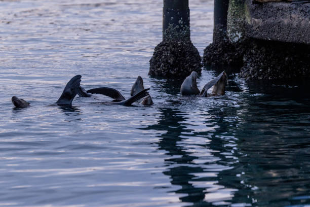 Sea lions in the early morning  Monterey Bay regulating their body temperature by lifting and exposing one or more flippers as they are floating on the surface of the water.