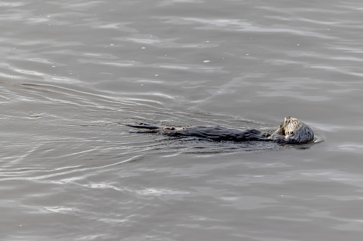 stock photo of a Monterey Bay sea otter in the Elkhorn Slough at Moss Landing.