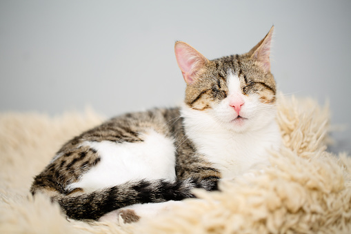 Portrait of an adorable blind white and brown tabby cat lying on a beige fleecy rug. Cute and affectionate rescued kitty, lost its eyes due to a severe Feline Herpesvirus Infection.