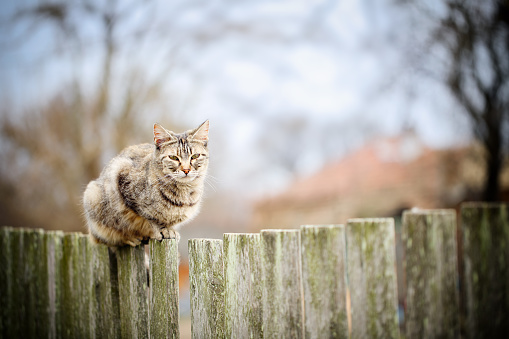 Mackerel stripped tabby cat sitting on an old wooden fence in a village on a cold fall day. Outdoors living cat watching the surroundings from a high picket barrier. Atmospheric photo