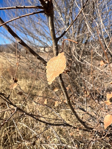 A tiny leaf on a mostly bare tree