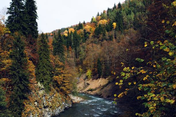 Autumn forest mountains nature river travel landscape. High quality photo