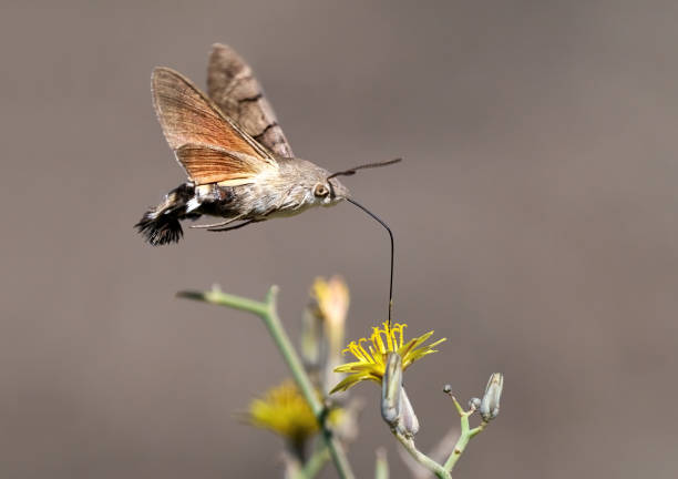 istock Hummingbird hawk-moth (Macroglossum stellatarum) in flight sucks nectar from a flower of Launaea arborescens 2117557902