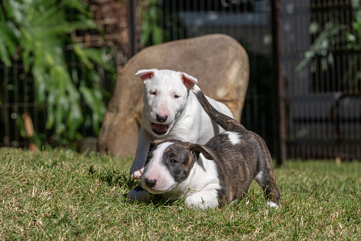 Two bull terrier puppies playing in the grass in the yard