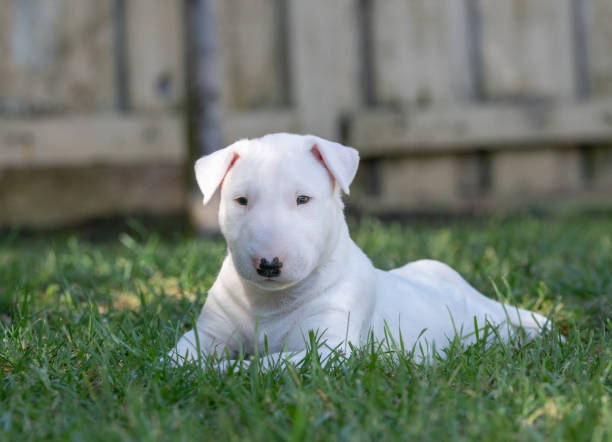 istock Cute bull terrier puppy lying in the grass 2117560581
