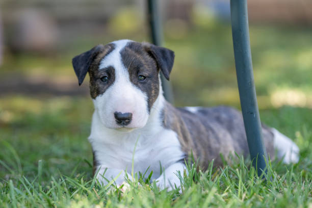 istock Cute brindle bull terrier puppy looking at the camera 2117561144