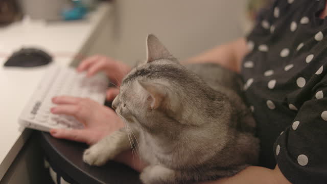 Woman working from home typing on her computer while her cat is lying in her lap