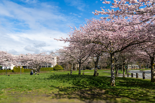 Richmond, BC, Canada - March 26, 2024 : Beautiful cherry blossom of Gary Point Park in Richmond,