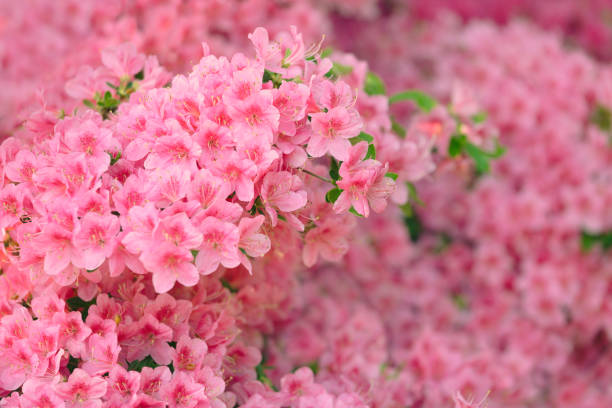 Vivid pink azaleas flourish in a garden setting showcasing their beautiful blooms and fresh buds in a sunny spring day.