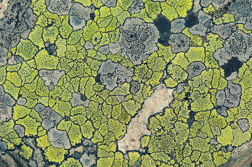 Closeup of map lichen (Rhizocarpon Geographicum) growing in patterns on a rock on the coast of Bohuslän, Sweden.