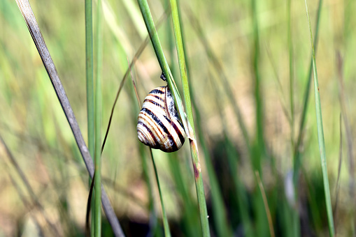 A snail with a striped shell sits on the grass.