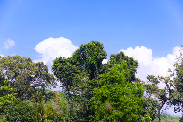 Tropical treetops in forest area  in Pak Chong in Nakhon Ratchassima province near Lam Takhong river