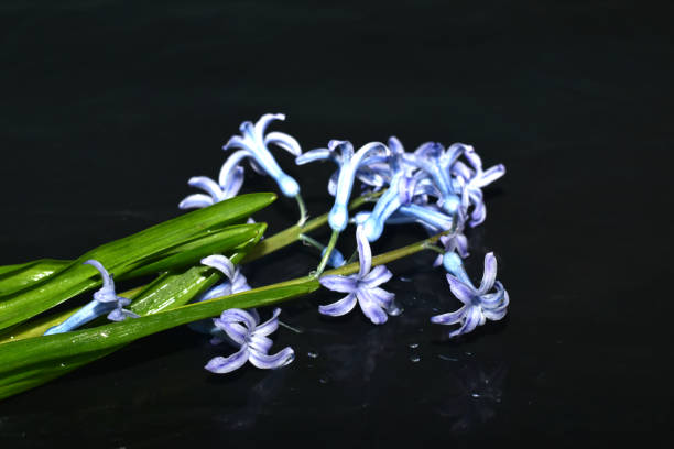 Greeting card. A bouquet of blue oriental hyacinth flowers lies on a black background.