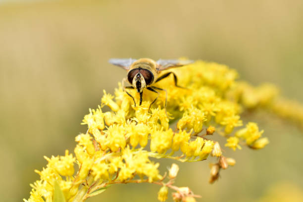 A male bee, a drone, was photographed from the front while collecting nectar from a flower.