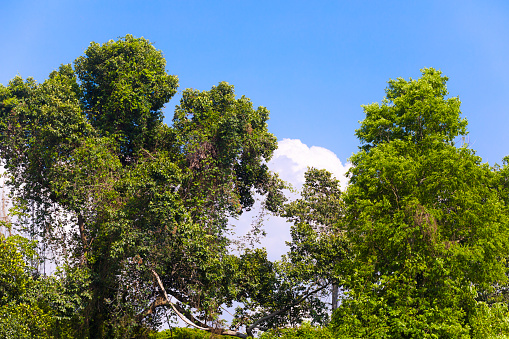 Tropical treetops of forest area in sky  in Pak Chong in Nakhon Ratchassima province near Lam Takhong river