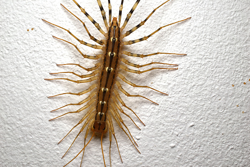 Scolopendra, close-up. A centipede crawls along a gray wall. View from above.