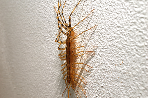 Scolopendra, close-up. A centipede crawls along a gray wall. High quality photo